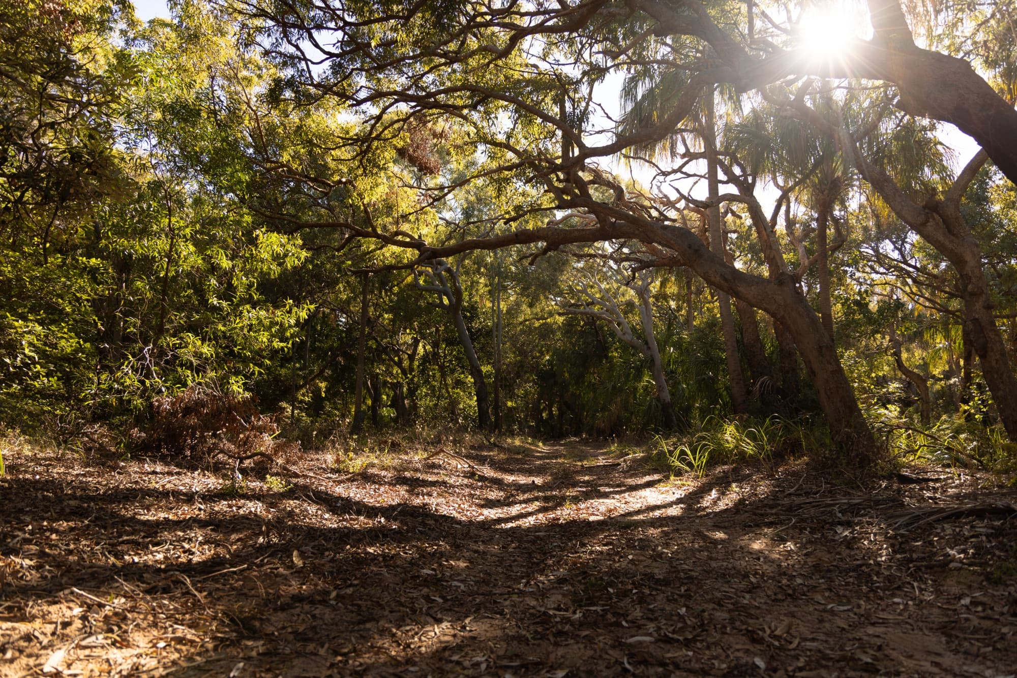 The Sanctuary: untouched coast, forest to water